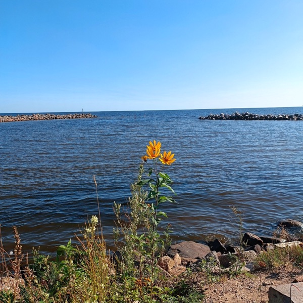 Flower by the Lake - Single album cover