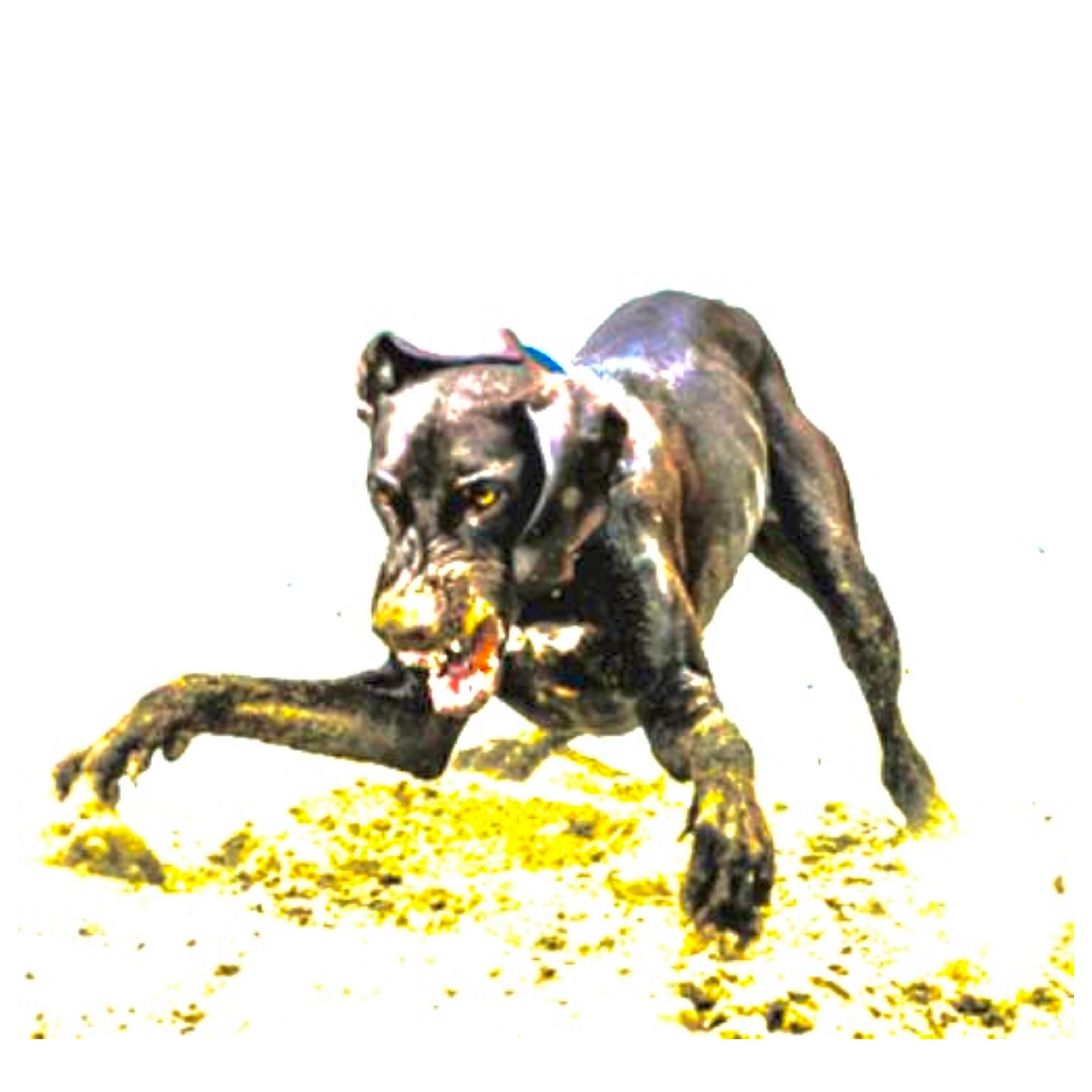 q bonito - Single album cover
