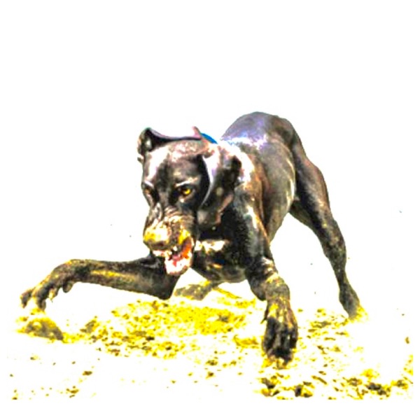 q bonito - Single album cover