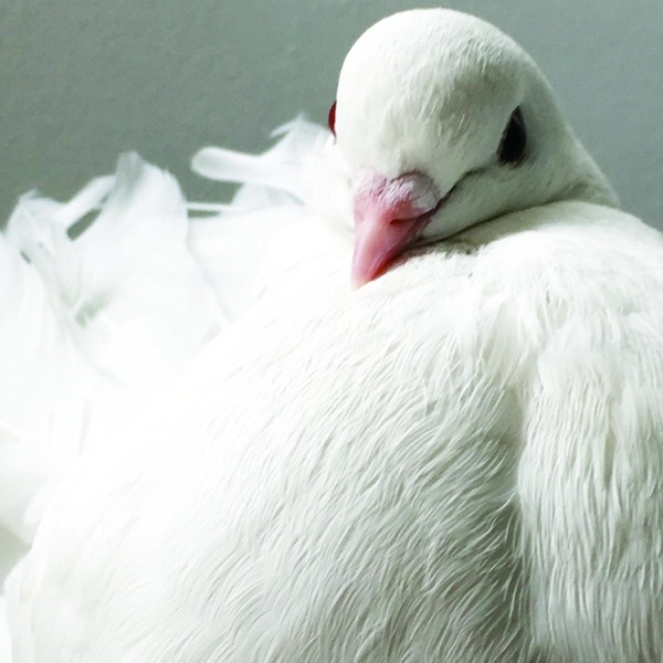 Mukotronics album cover