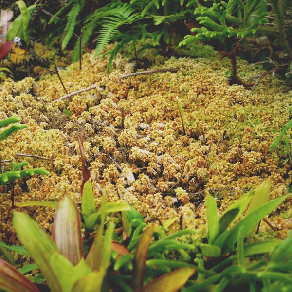 Yeoville album cover