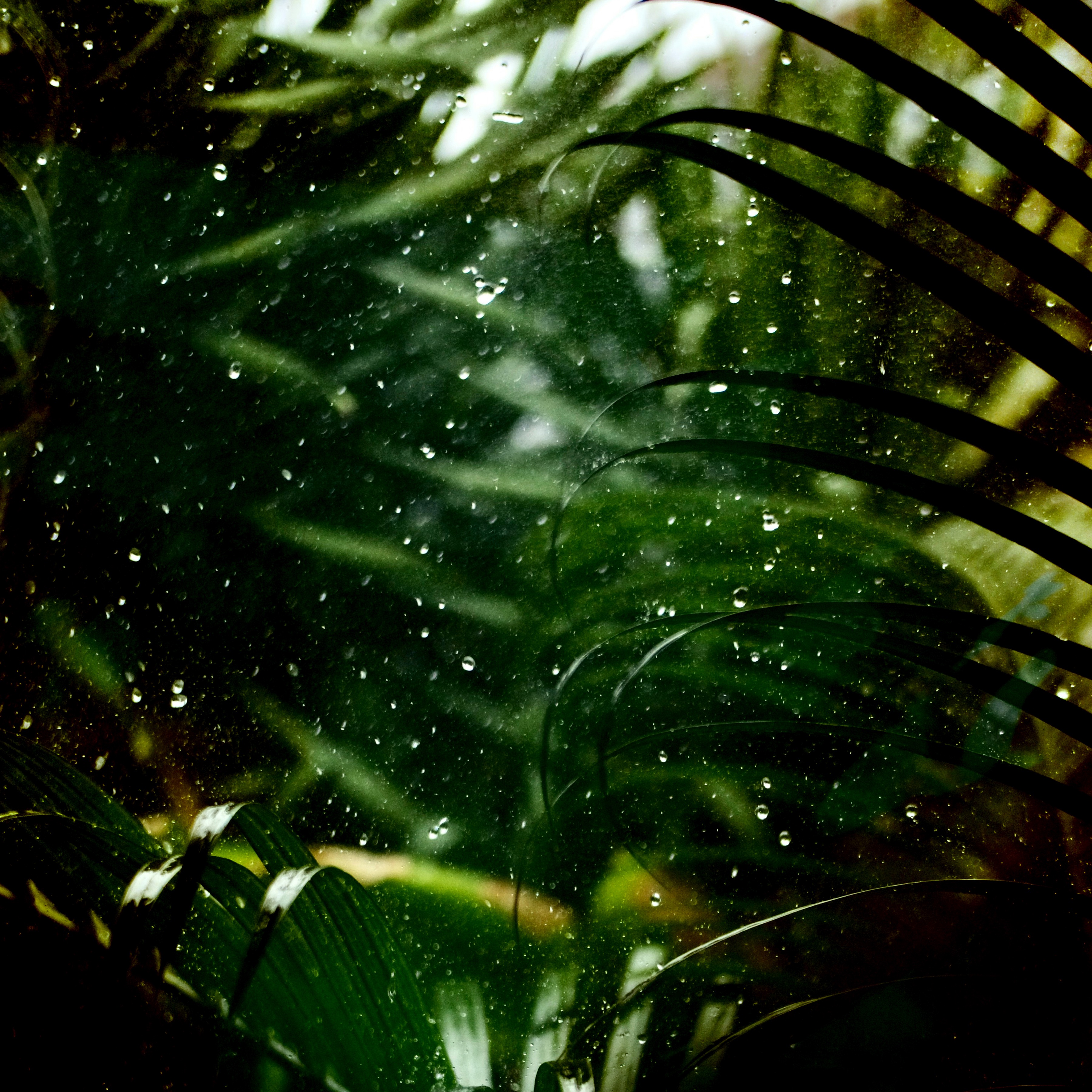 Forest Rain Loop - Single album cover