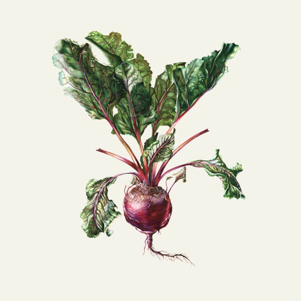 Czesław Śpiewa & Arte dei Suonatori album cover