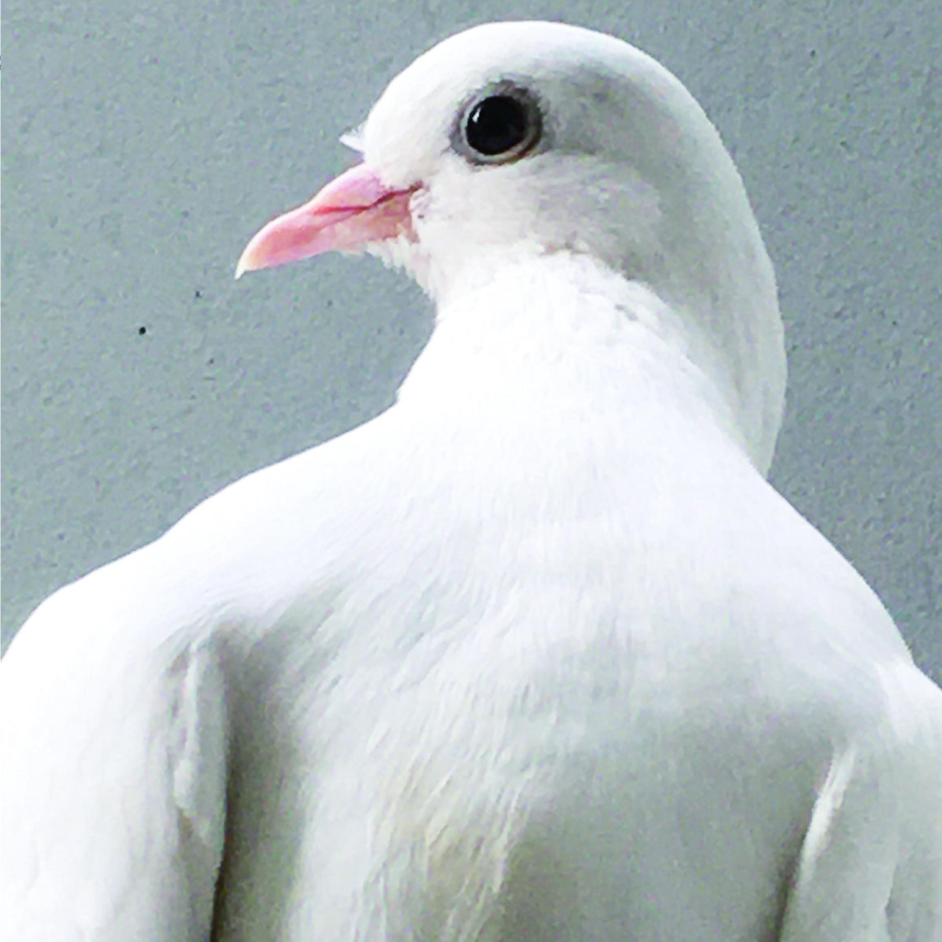 Hinawave album cover