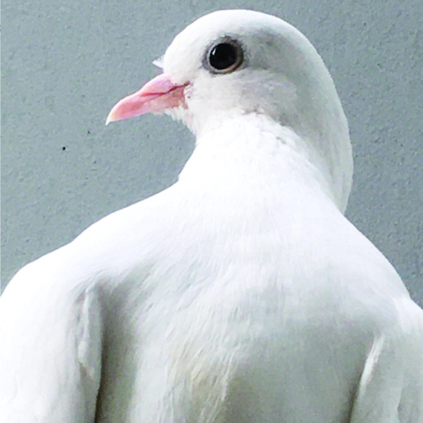 Hinawave album cover