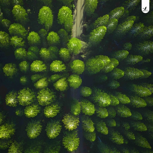 Forest Trail - Single album cover