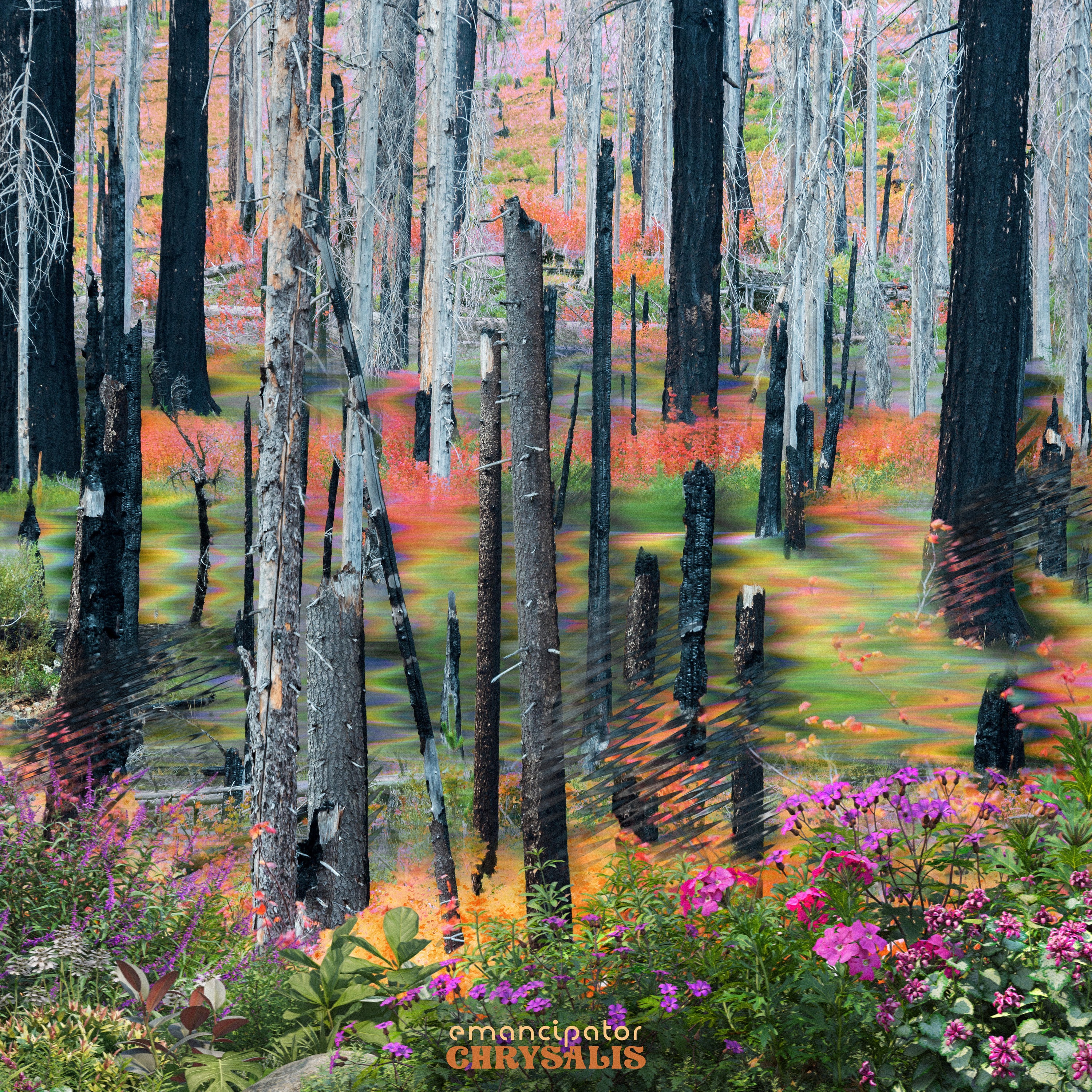 Chrysalis album cover