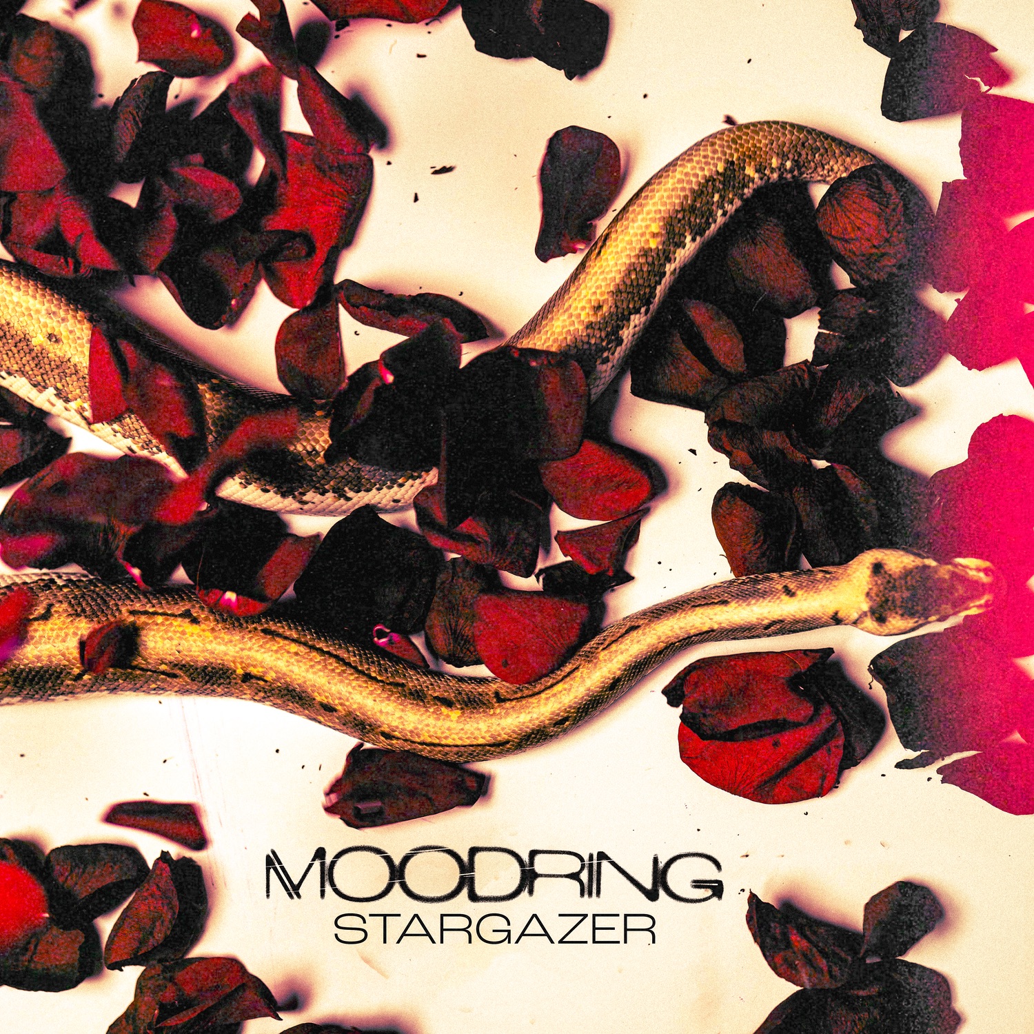 Stargazer album cover