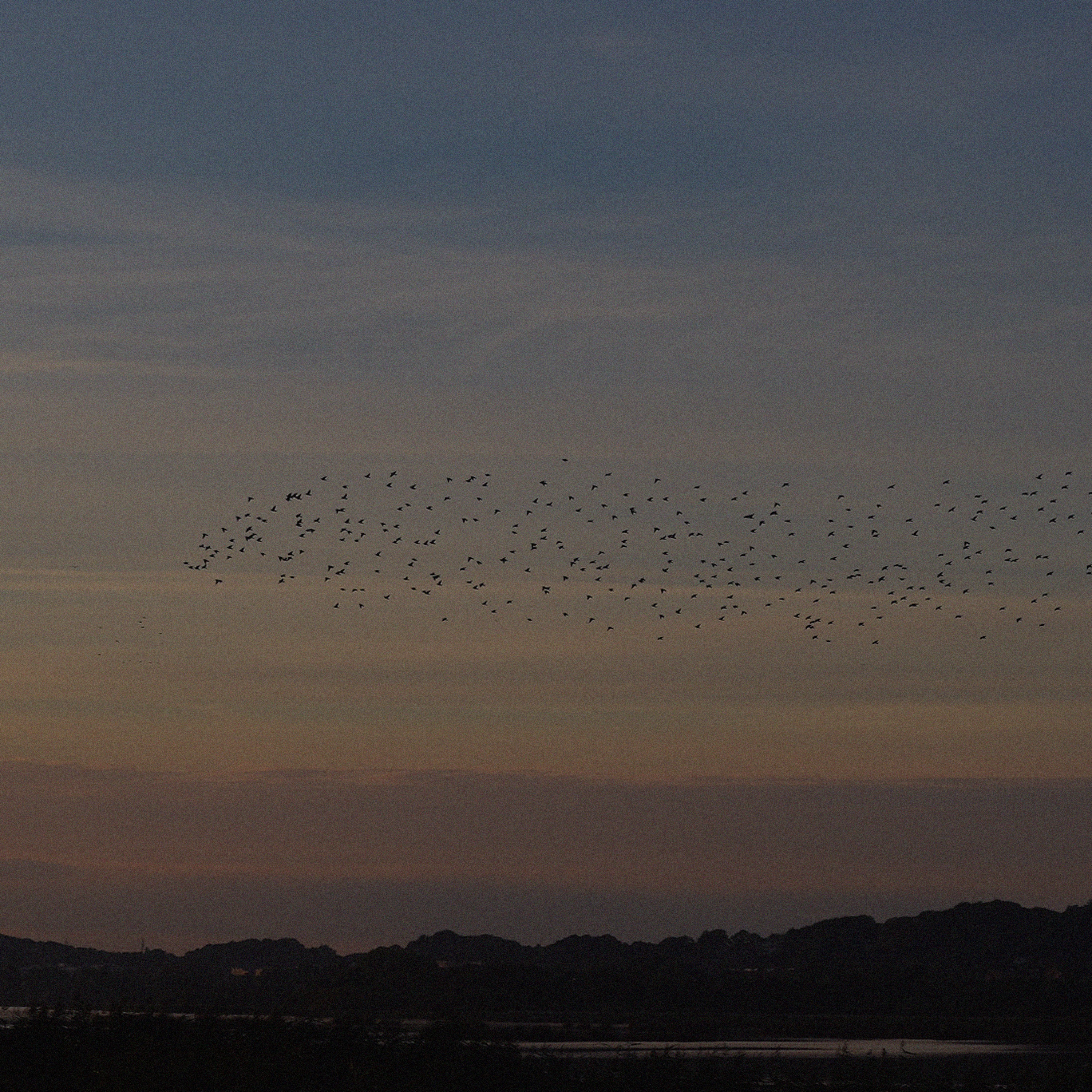 murmuration - Single album cover