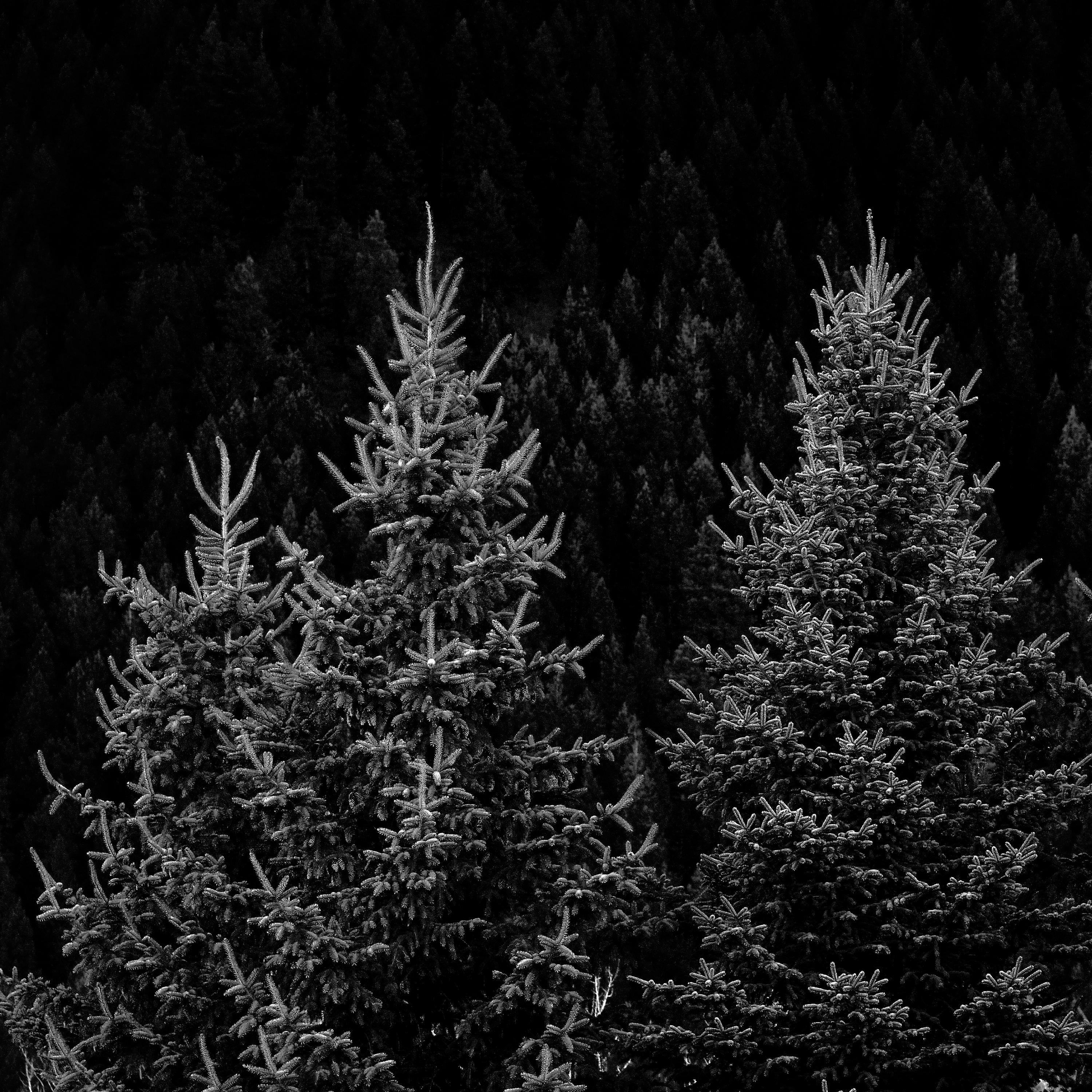 Bewrayeth, No. 2 - Single album cover