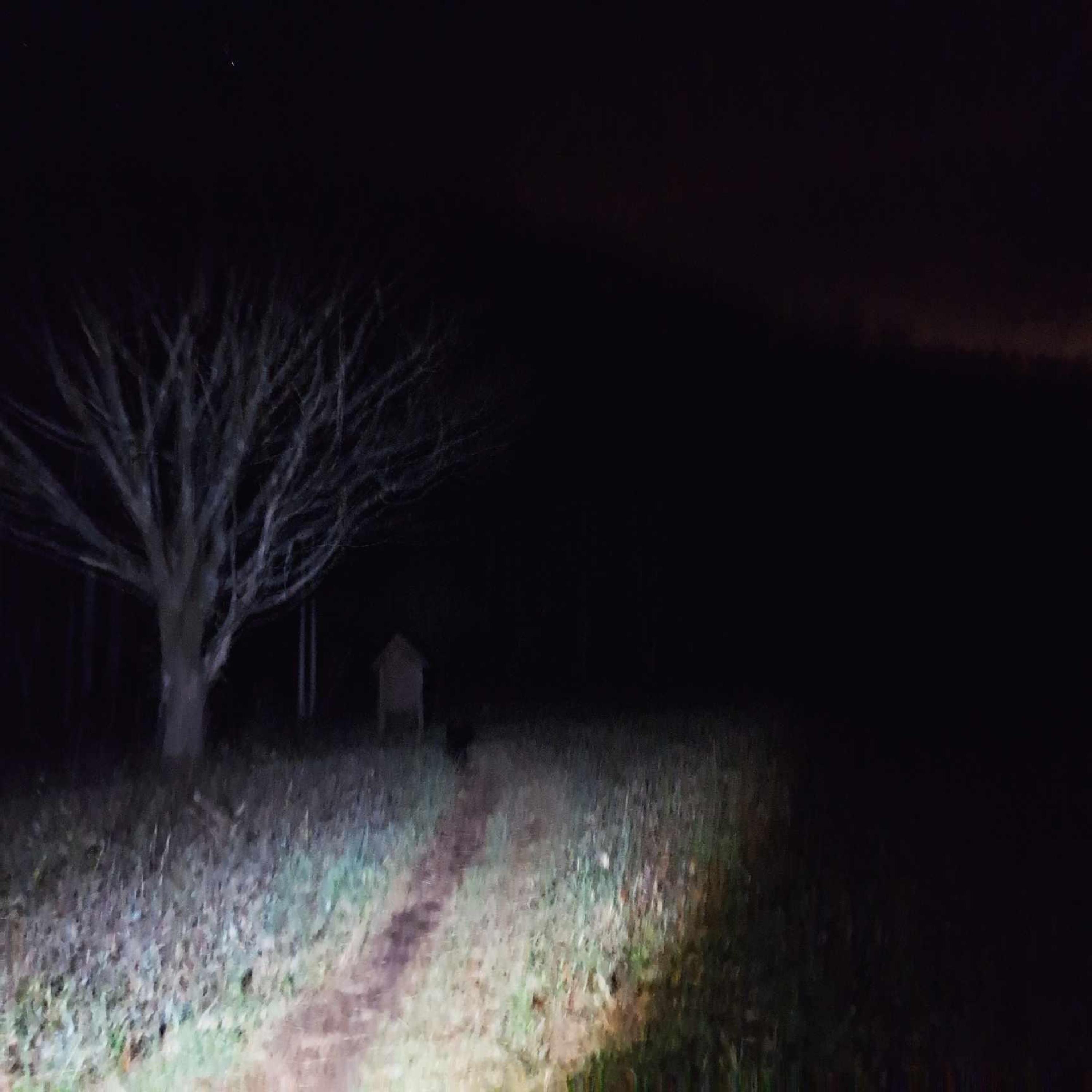 The tree's grew because i bled there - Single album cover