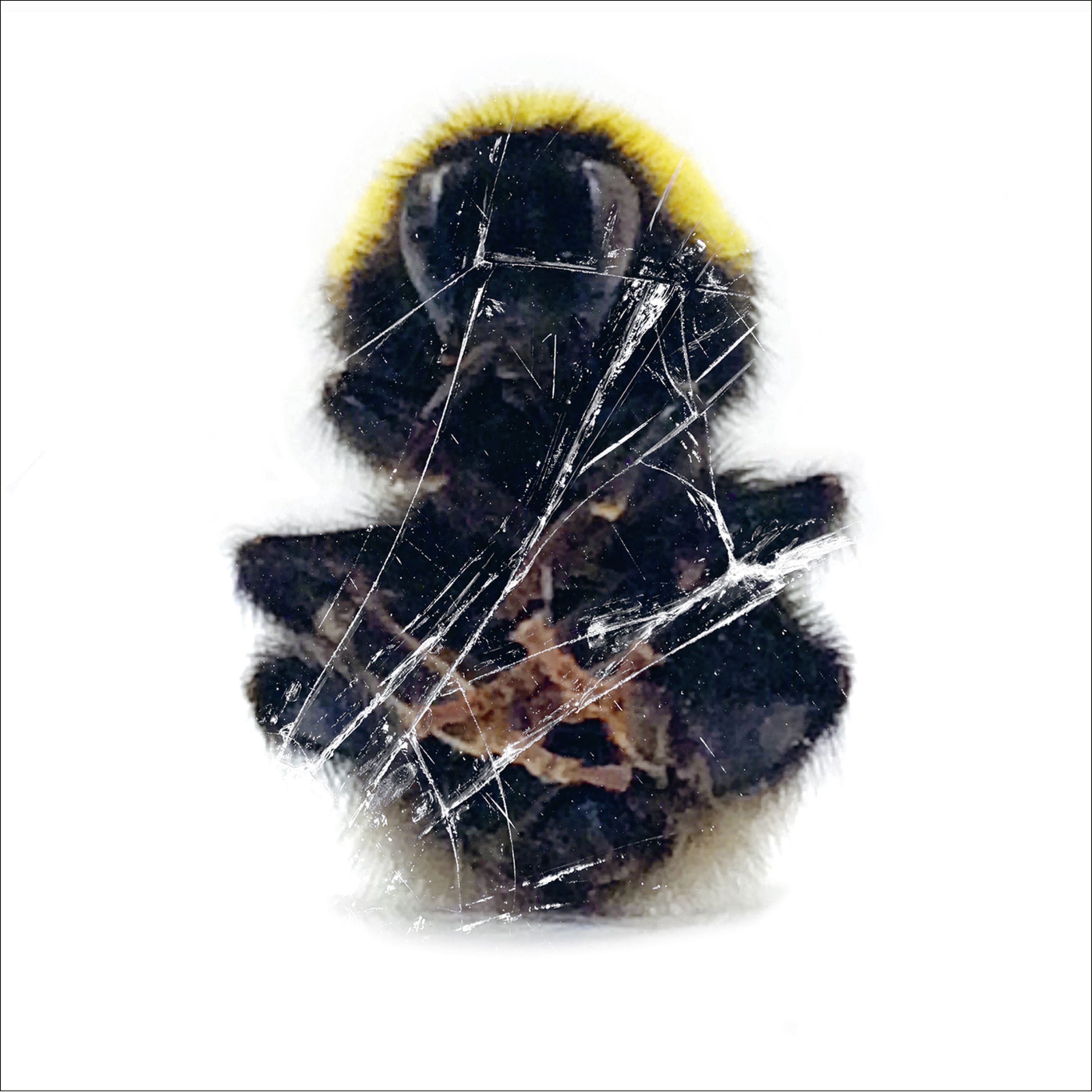 Walls and Dimensions album cover