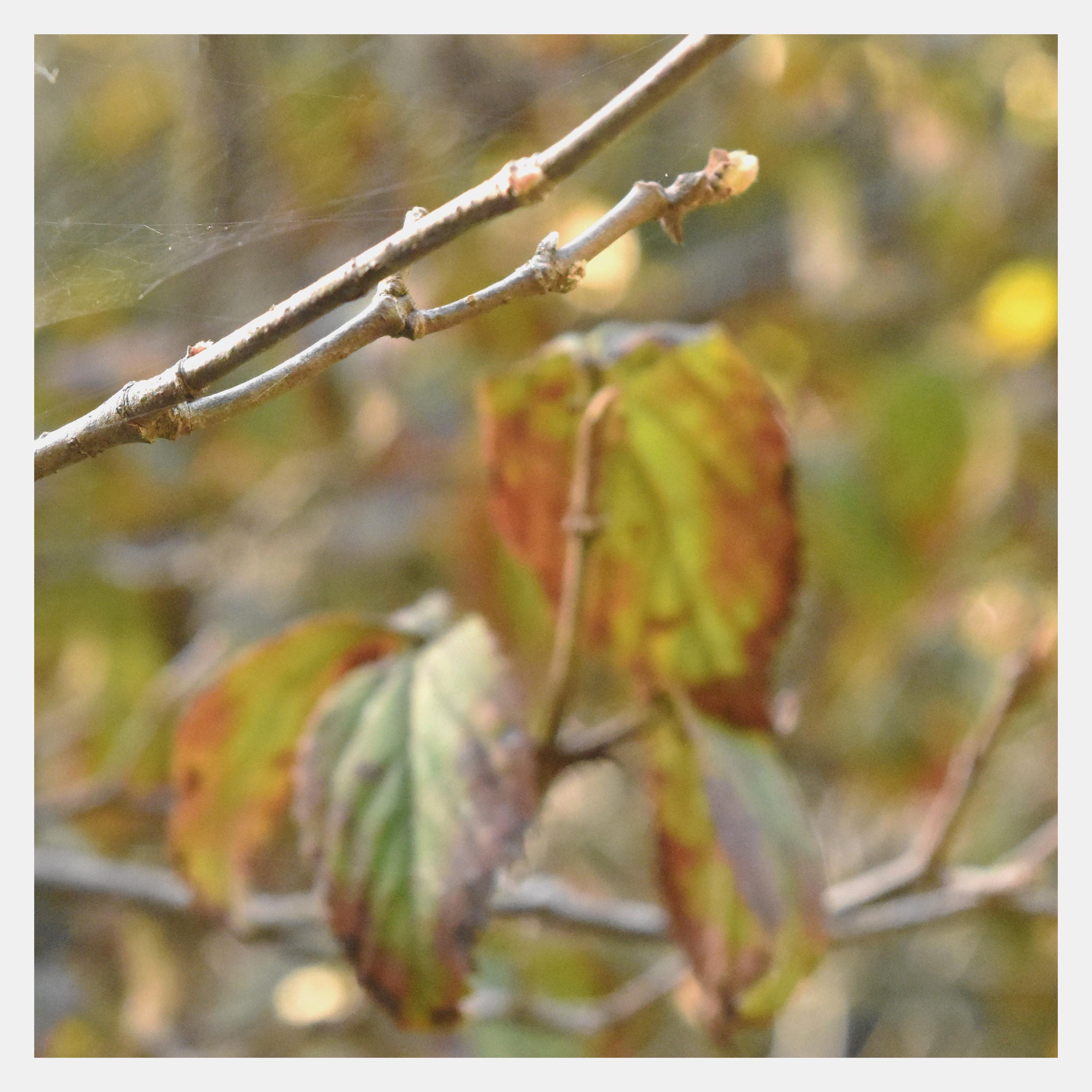 New Spot - Single album cover