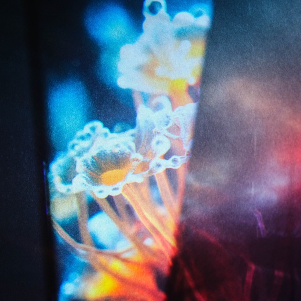 Flora - Single album cover