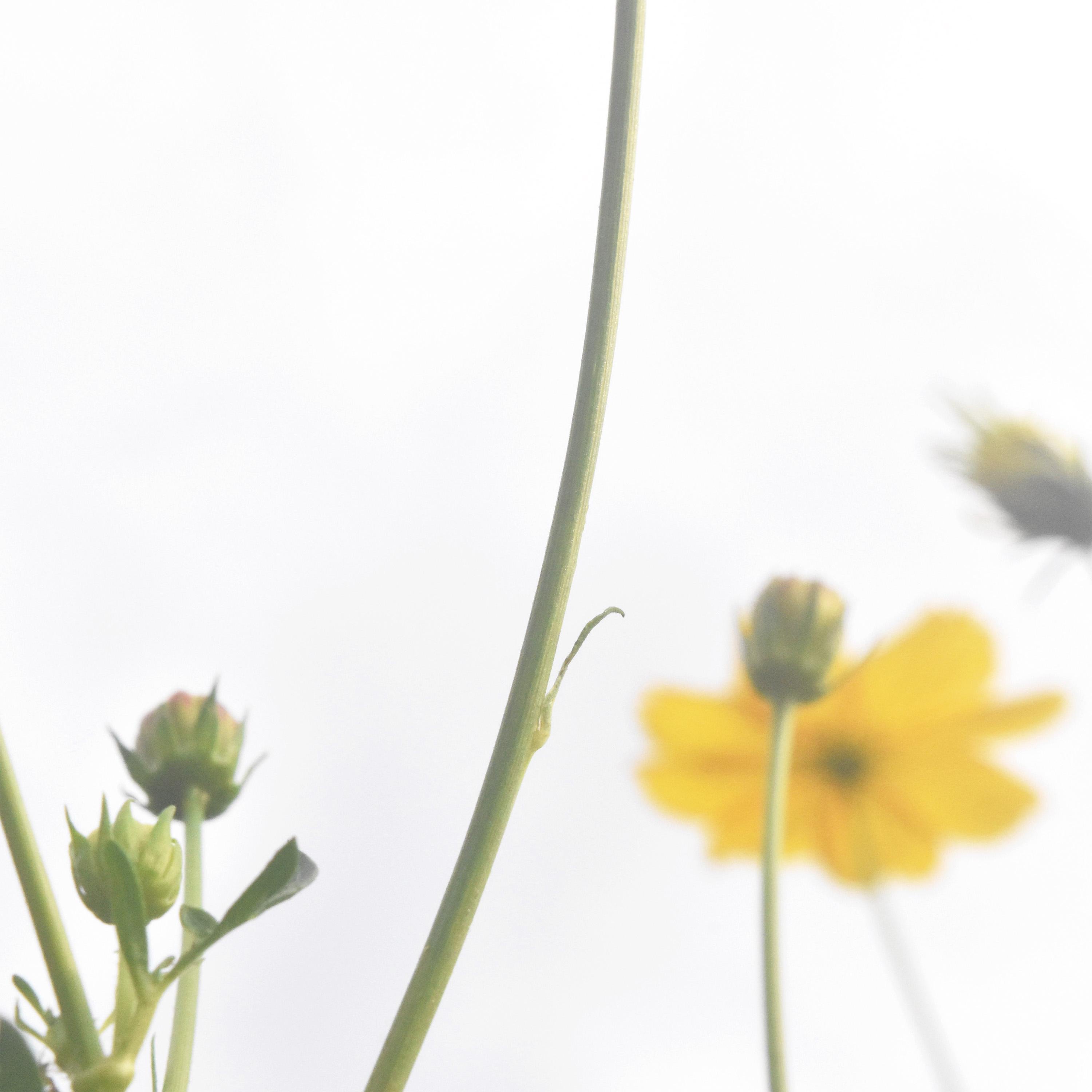 So Far, So Close album cover