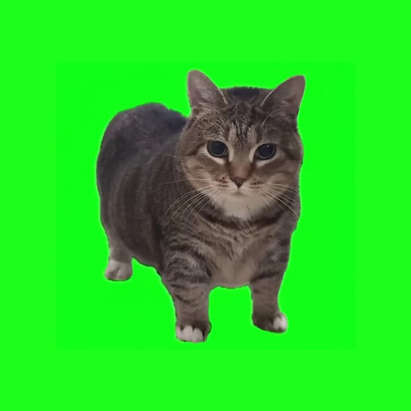OIIA OIIA (Spinning Cat) - Single album cover