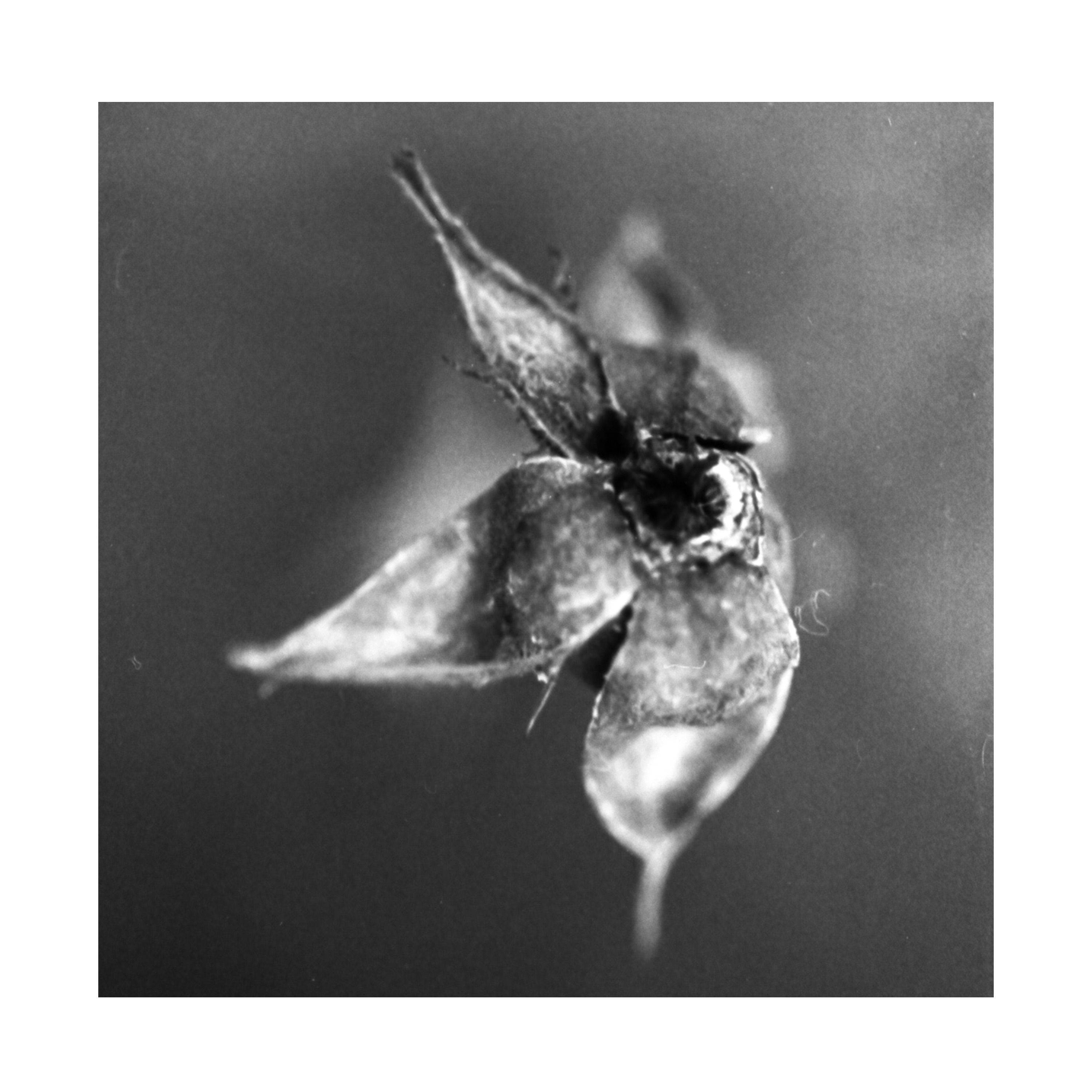 The Pyre - EP album cover