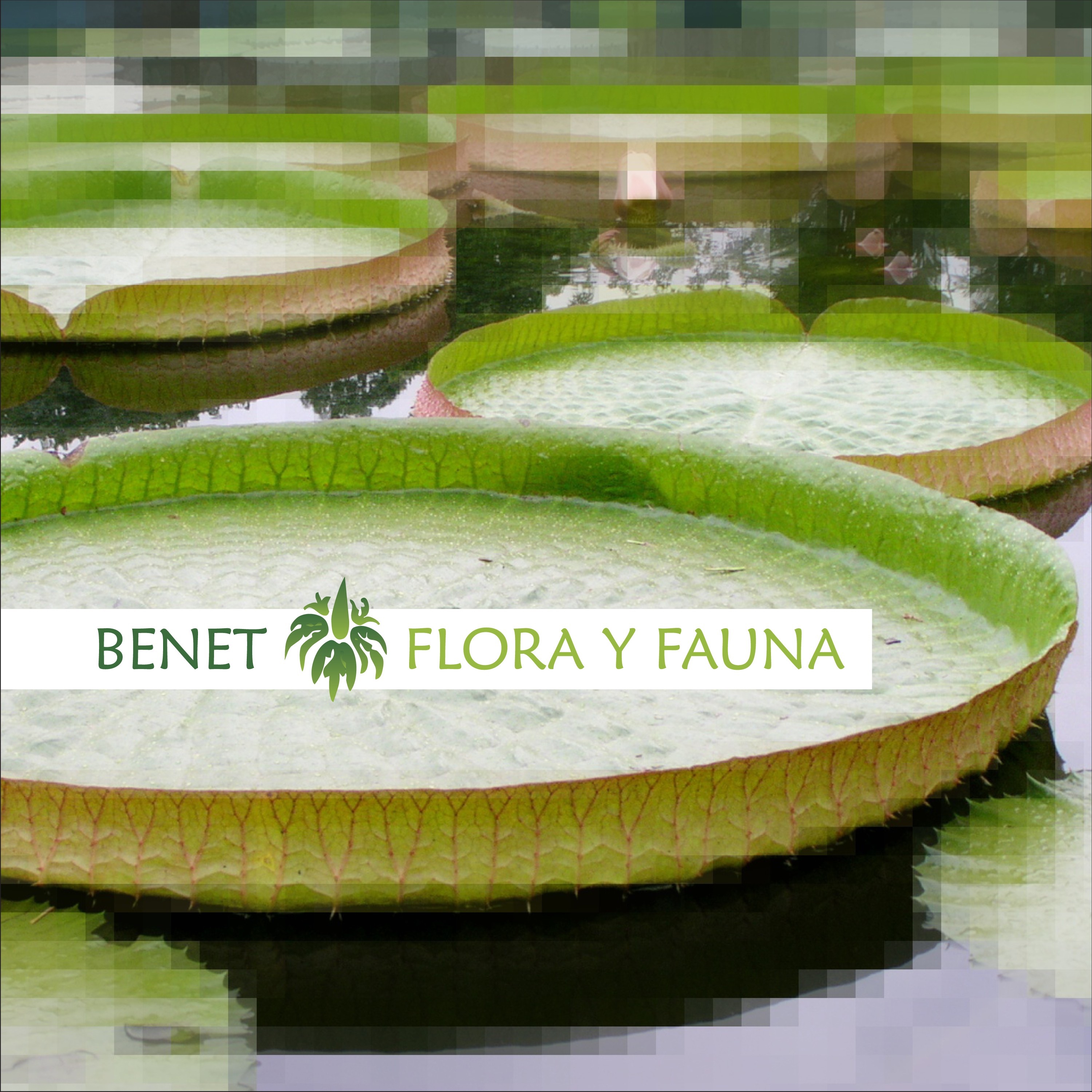 Flora Y Fauna album cover