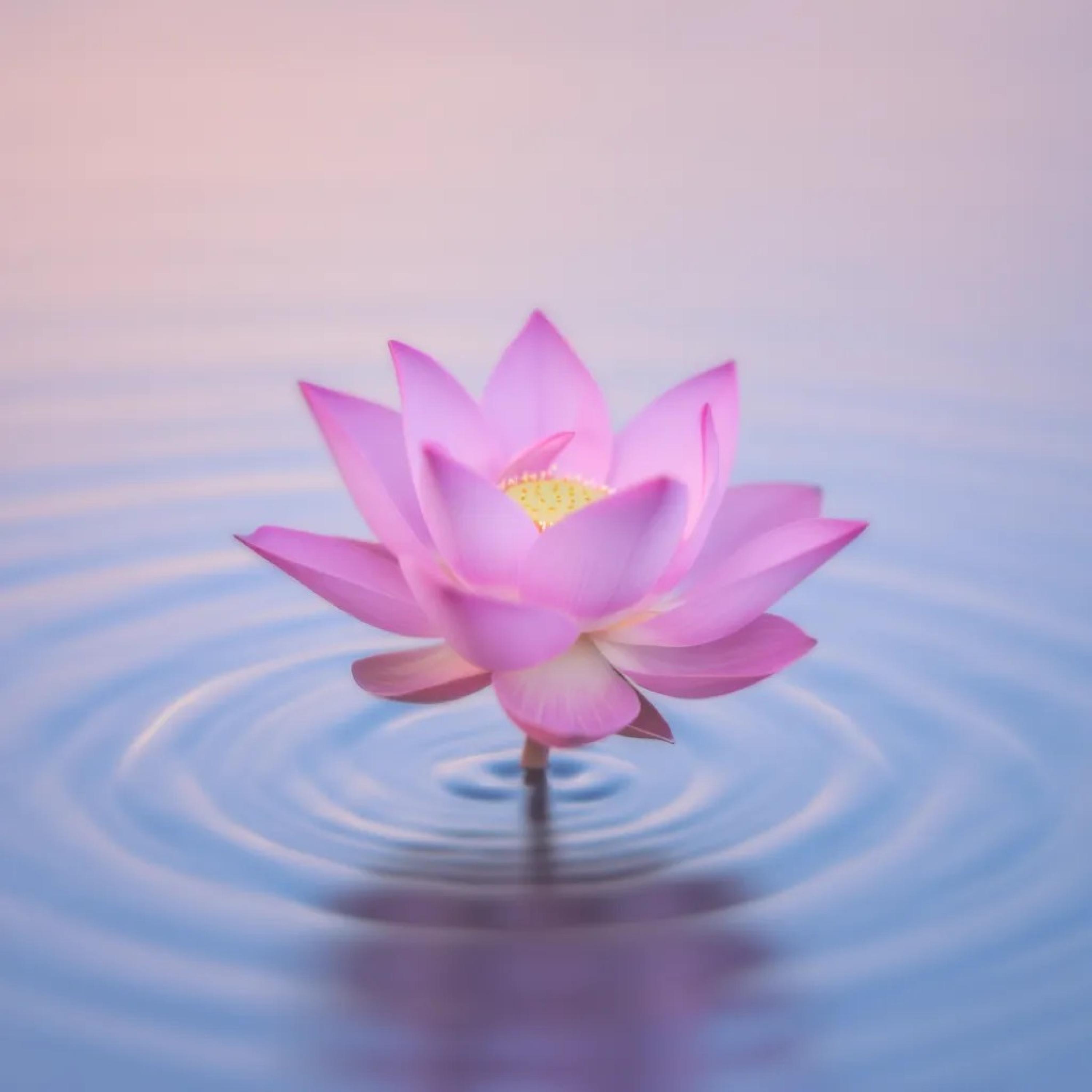 Relaxing Meditation & Yoga Music: Deep Calm for Mind, Body & Sleep album cover