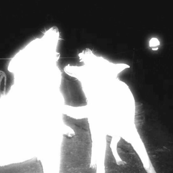 Pretty (feat. Yhapojj) - Single album cover