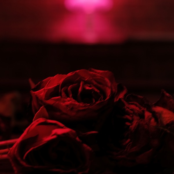 Roses album cover