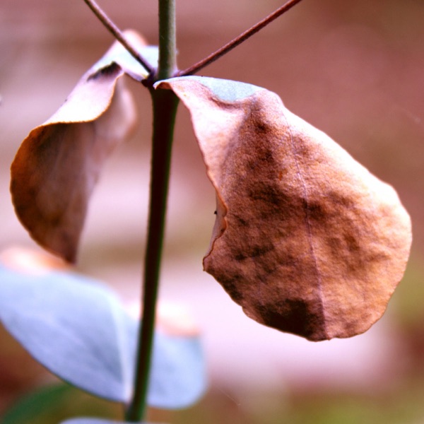 Okiooishi album cover