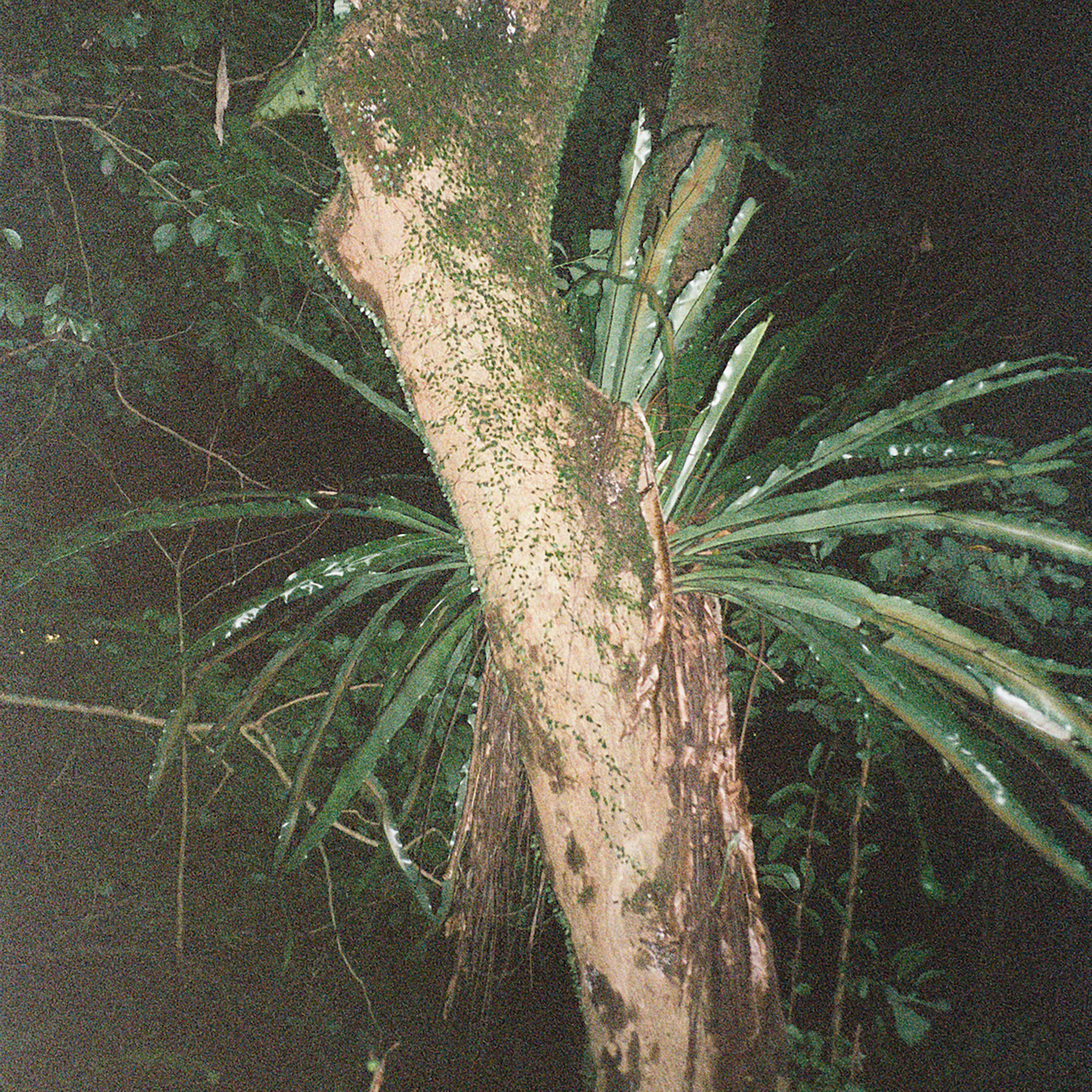 Mangrove - Single album cover