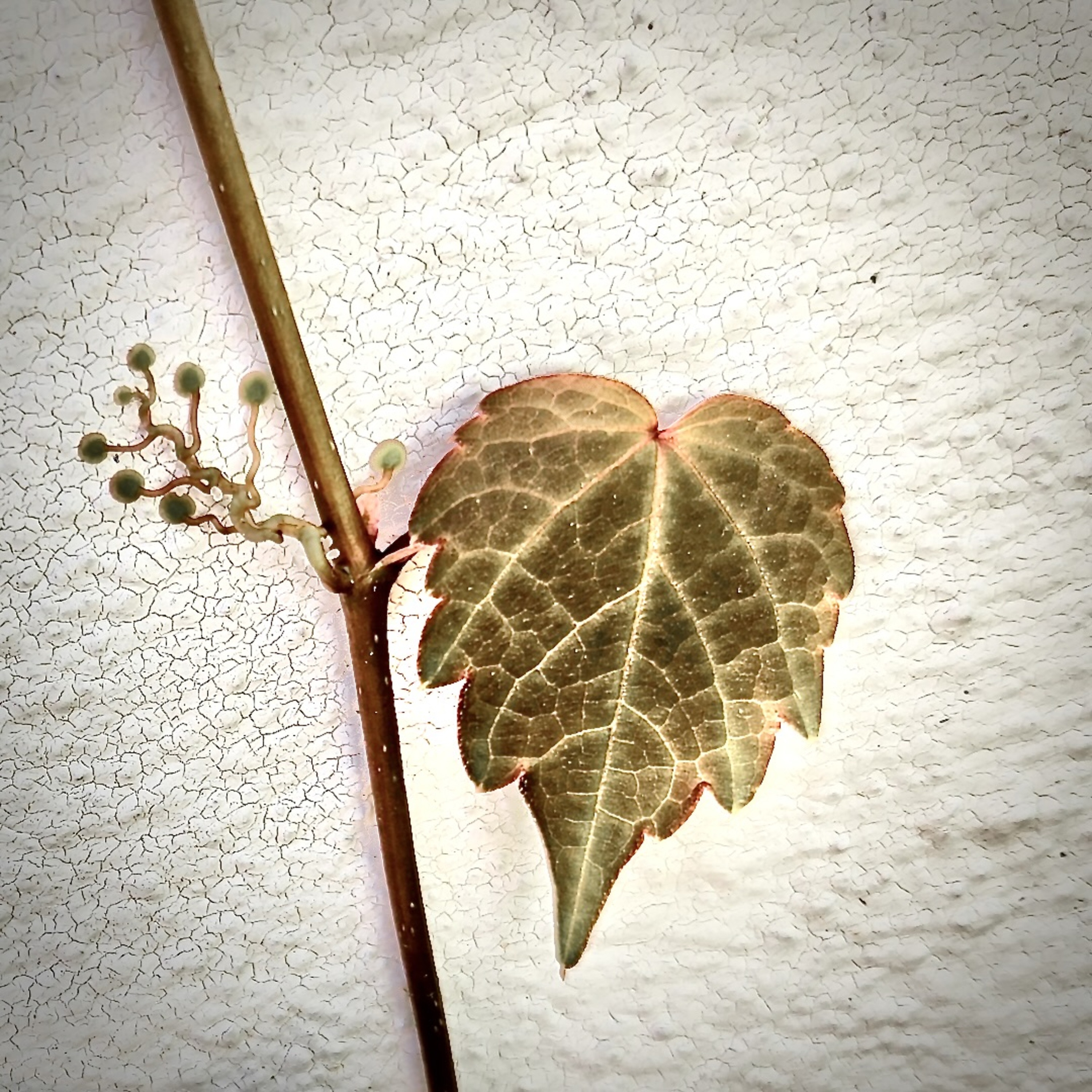 NATURE WILL ALWAYS BE - Single album cover