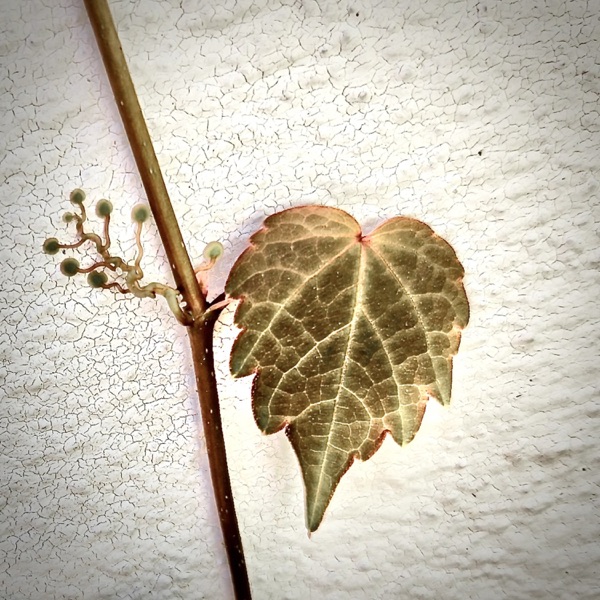 NATURE WILL ALWAYS BE - Single album cover