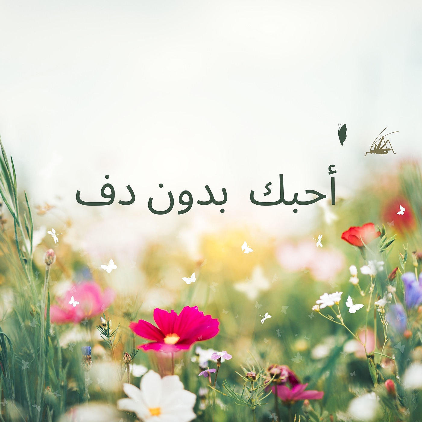 أحبك بدون دف album cover