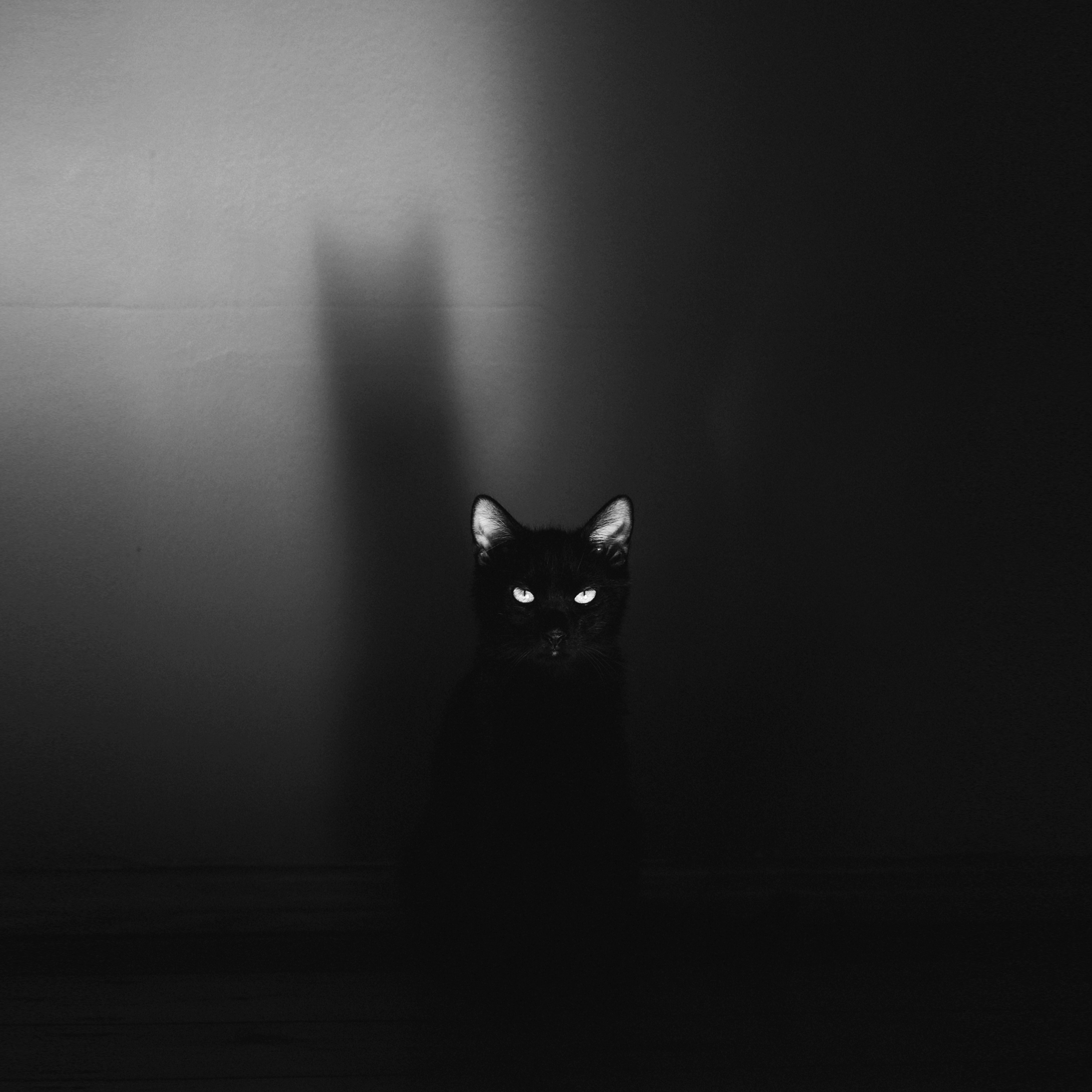The Phoenix - Single album cover