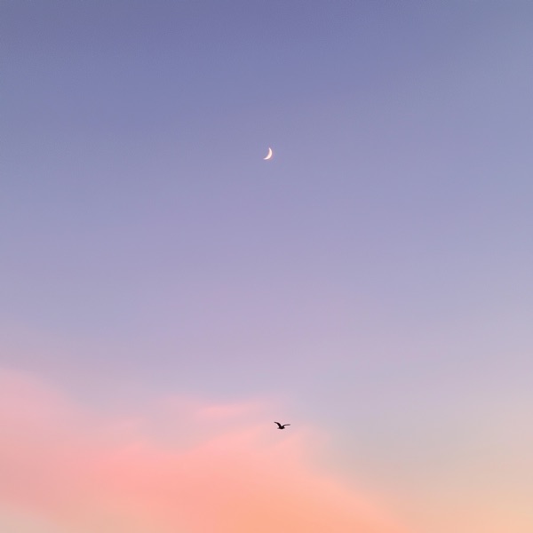 little bird - Single album cover