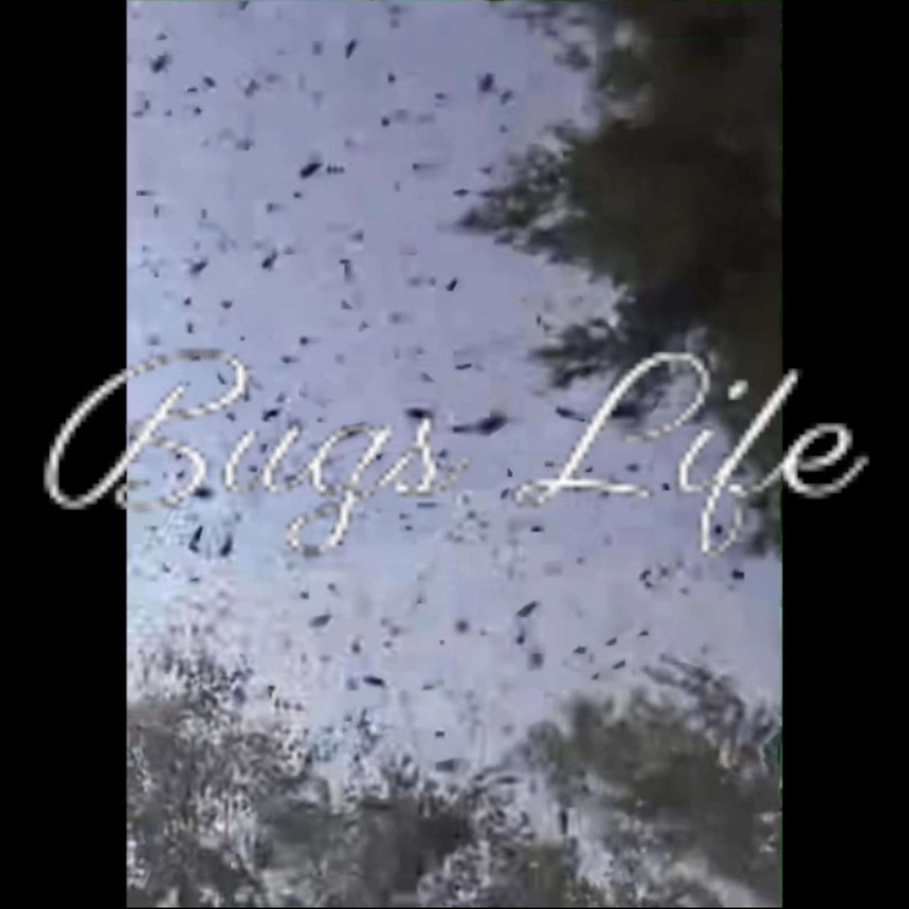 Bugs Life - Single album cover