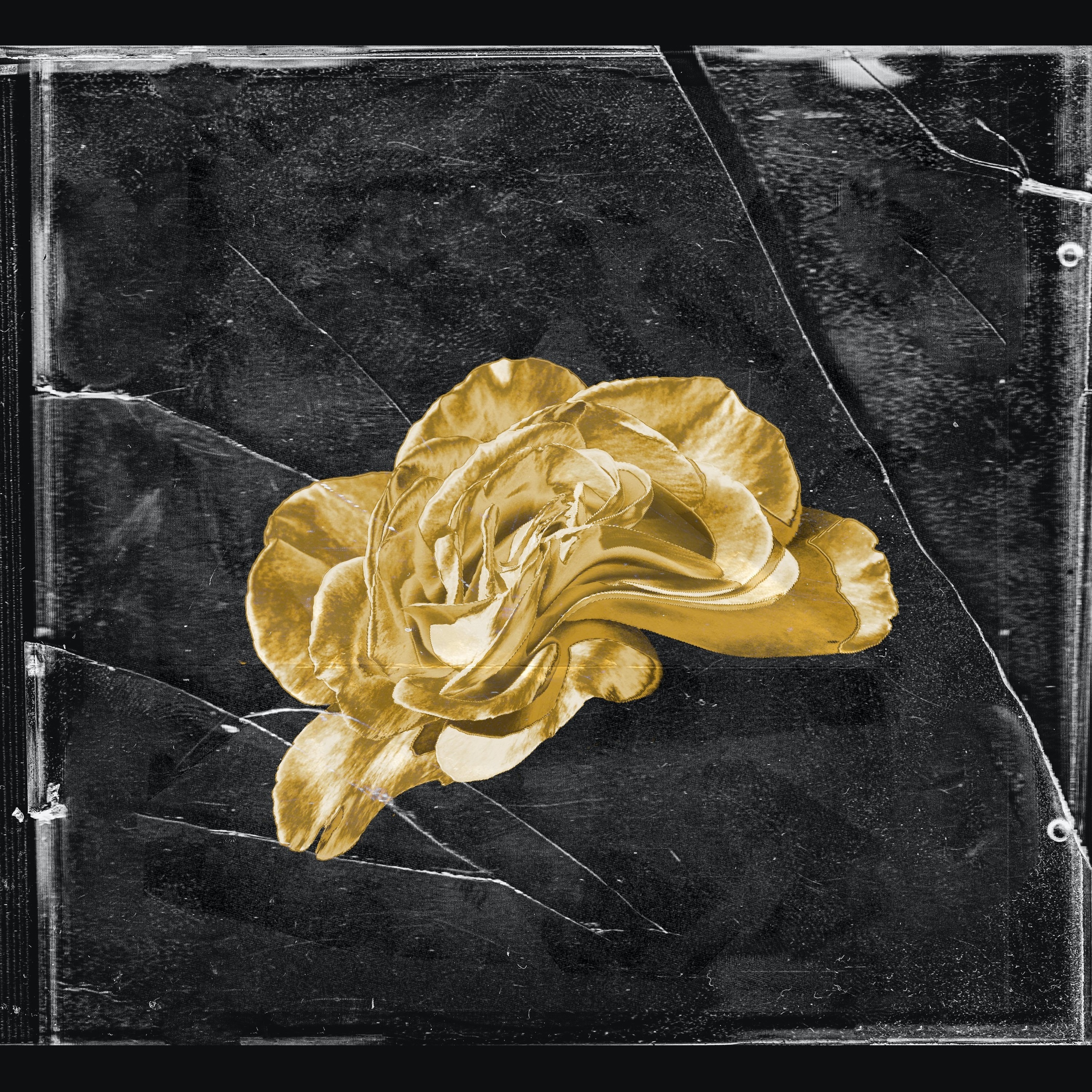 holly - Single album cover