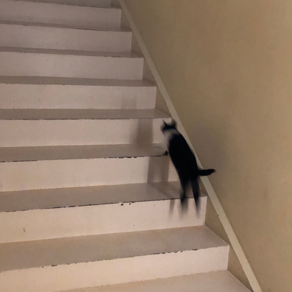 Myo (Cat) - Single album cover