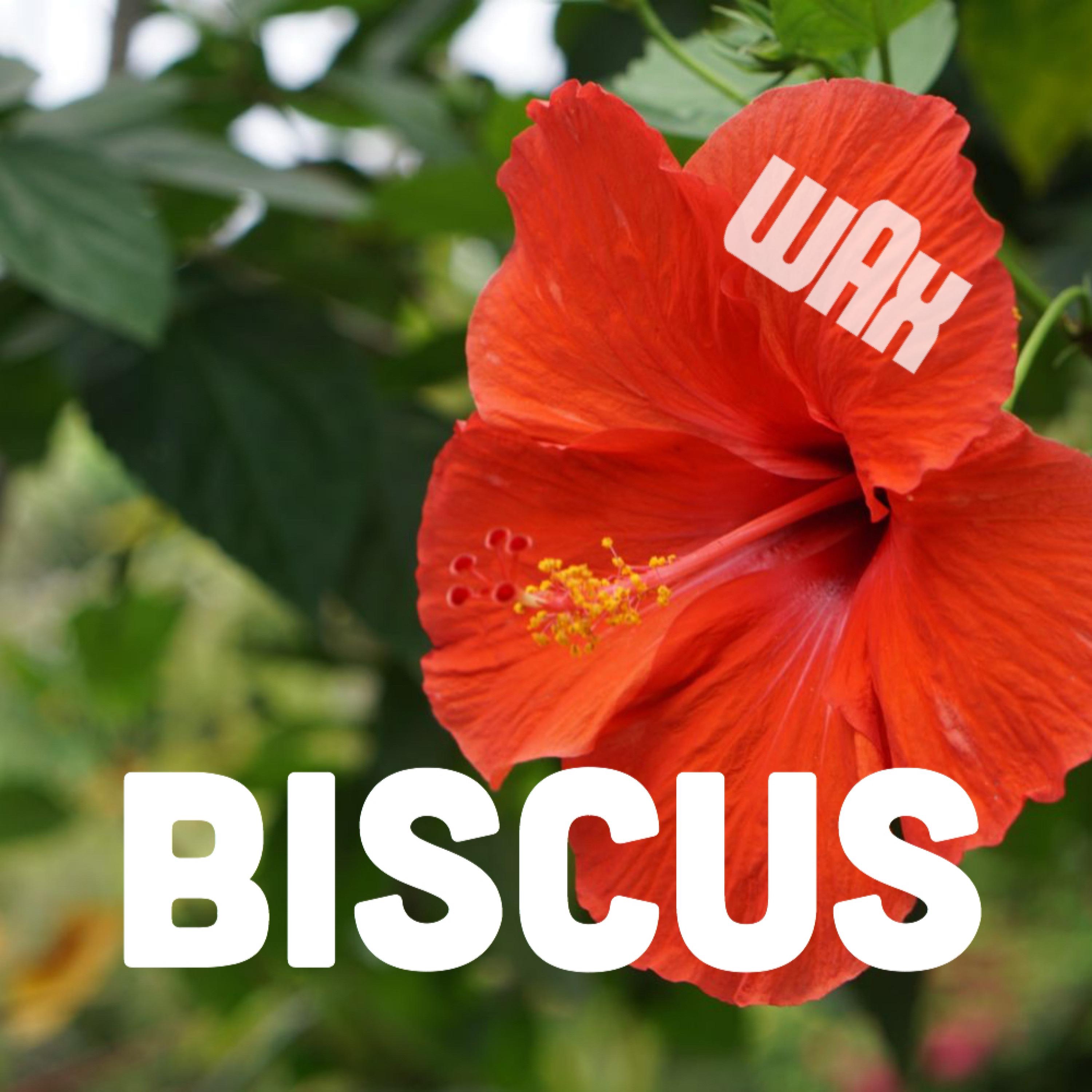 BISCUS - Single album cover