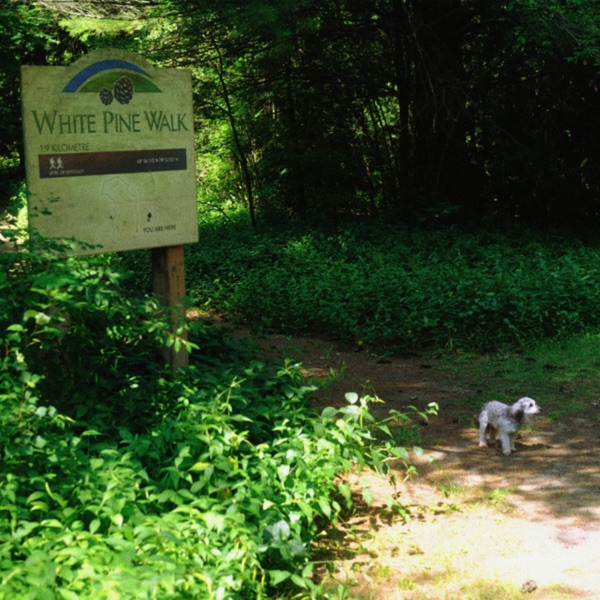 White Pine Walk - Single album cover
