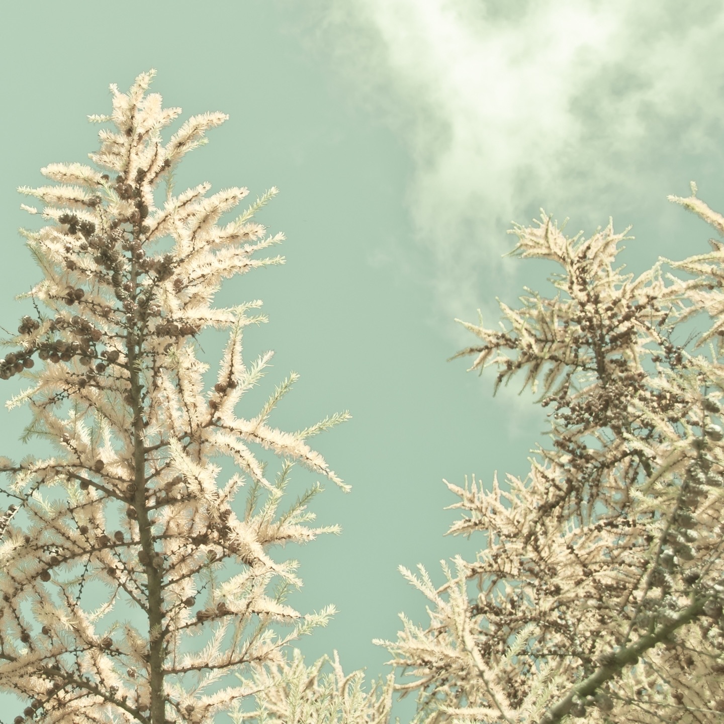 Warm Season album cover