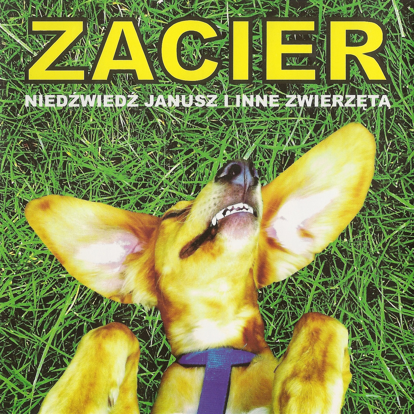Niedźwiedź Janusz i inne zwierzęta album cover