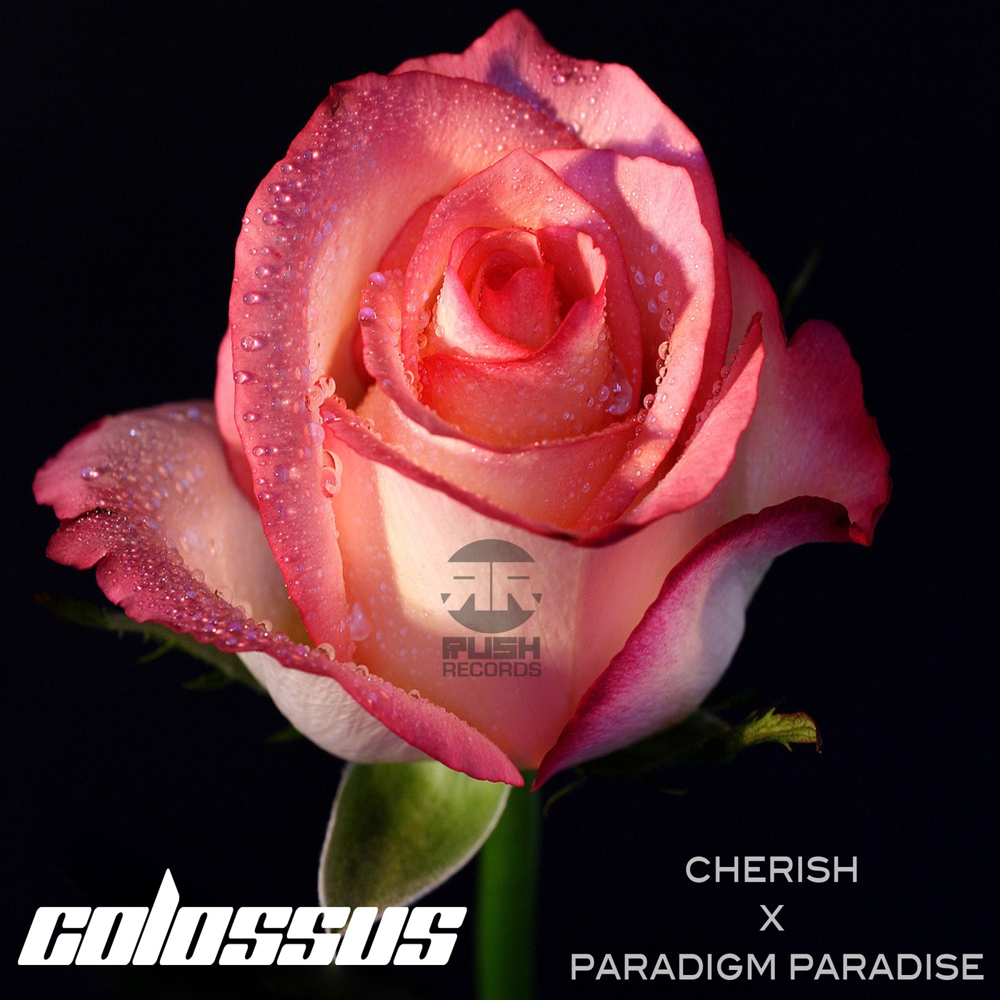 Cherish / Paradigm Paradise - Single album cover
